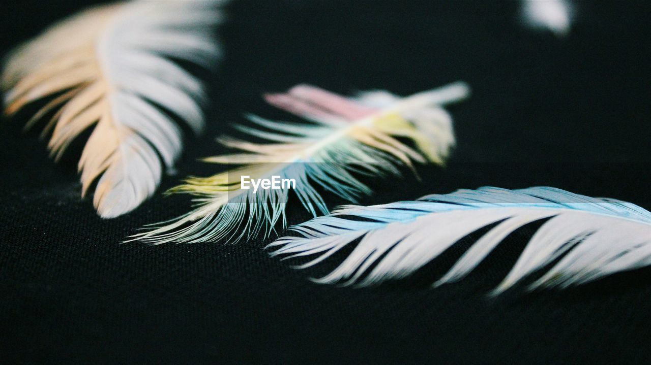 Close-up of colorful feathers over black background