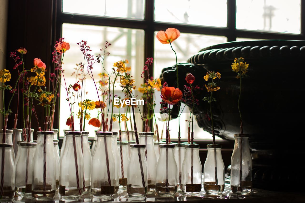 Flowers in bottles by window