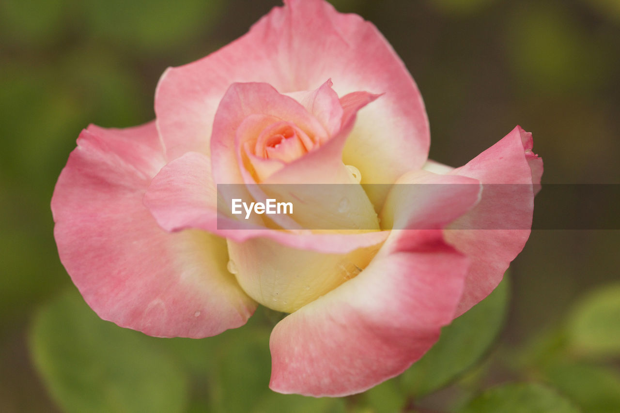 CLOSE-UP OF PINK ROSE WITH FLOWER