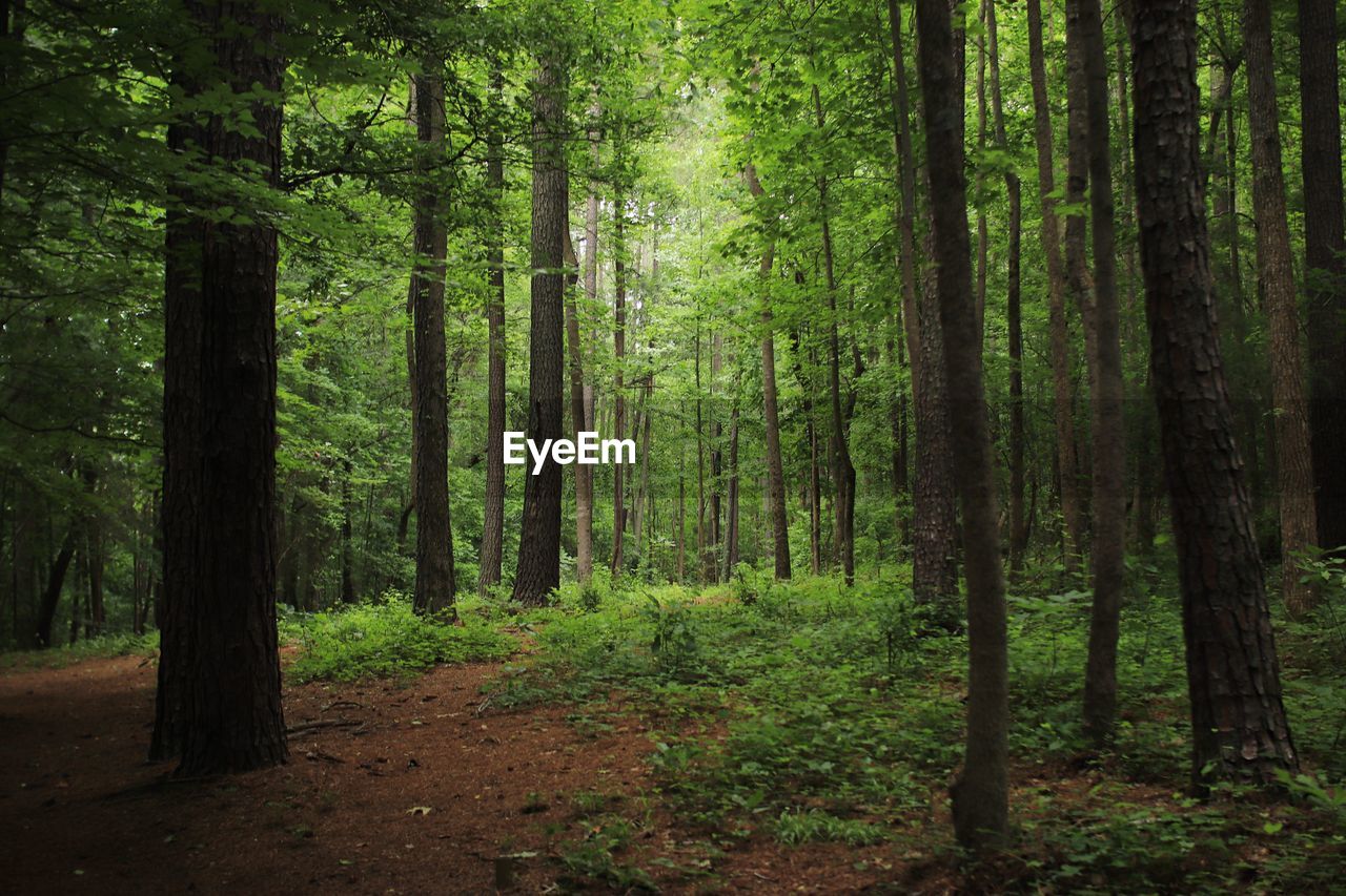 View of trees in forest