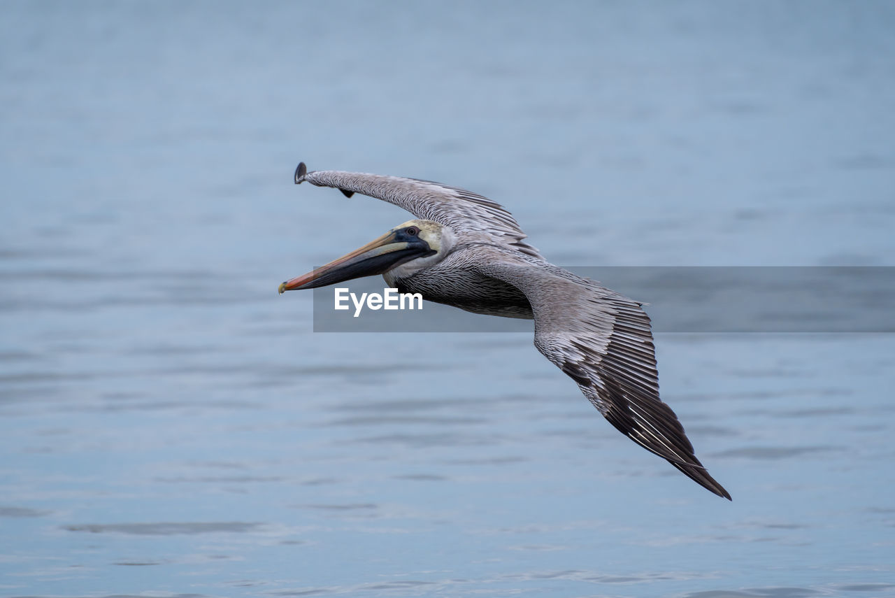 BIRD FLYING OVER THE LAKE