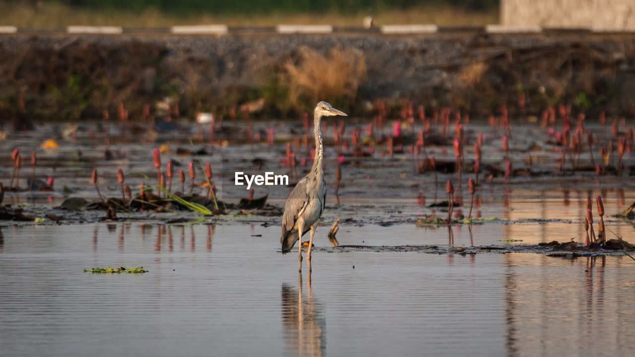 VIEW OF BIRDS IN LAKE