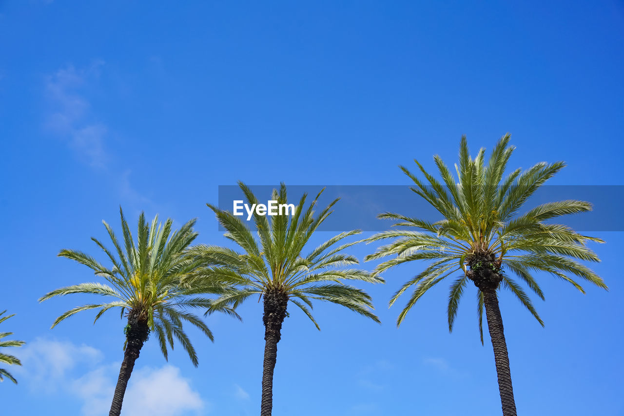 LOW ANGLE VIEW OF PALM TREE AGAINST BLUE SKY