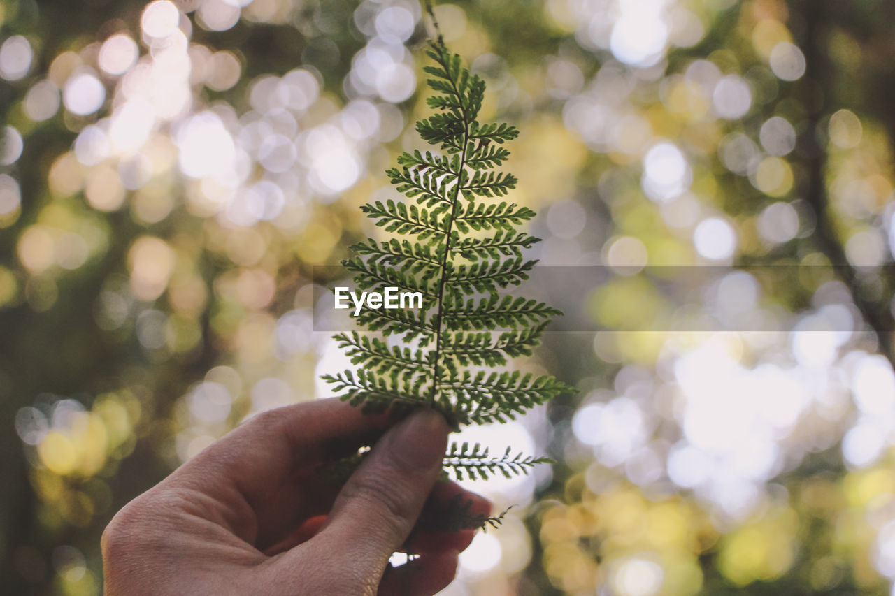 Cropped image of hand holding pine tree leaf at park