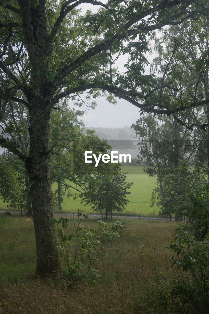 TREES GROWING ON FIELD