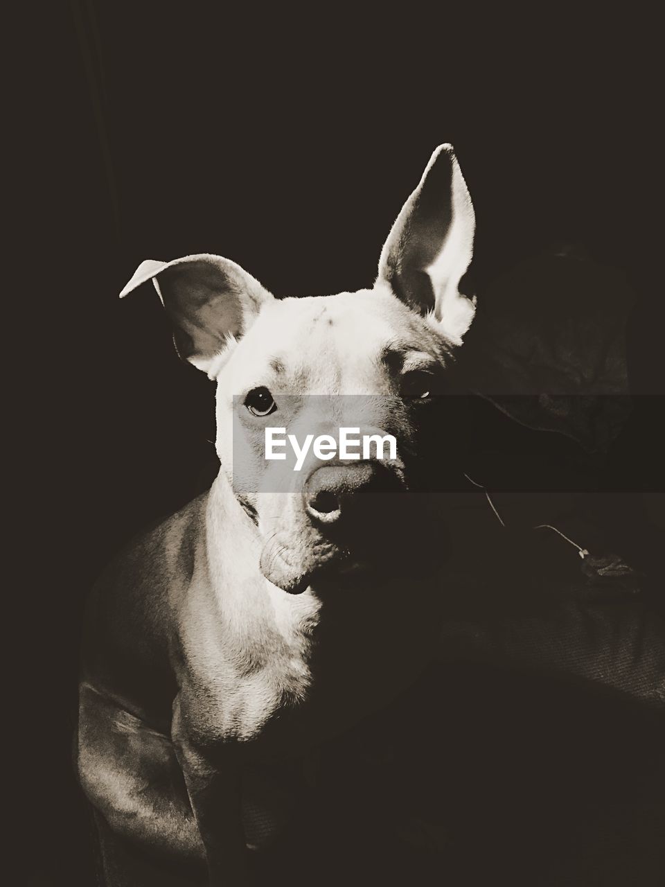 Close-up portrait of pit bull terrier