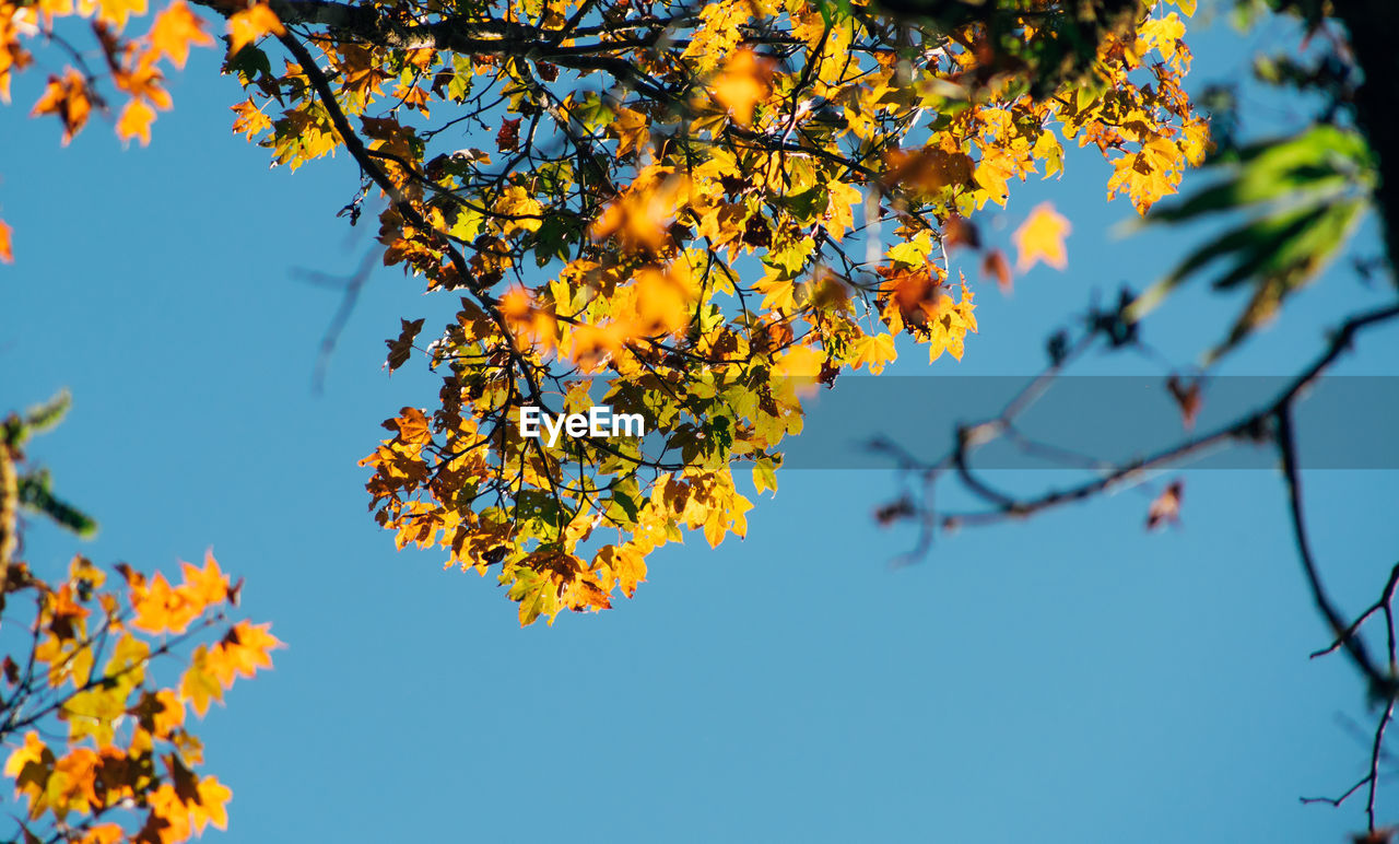 Leaf on blue sky