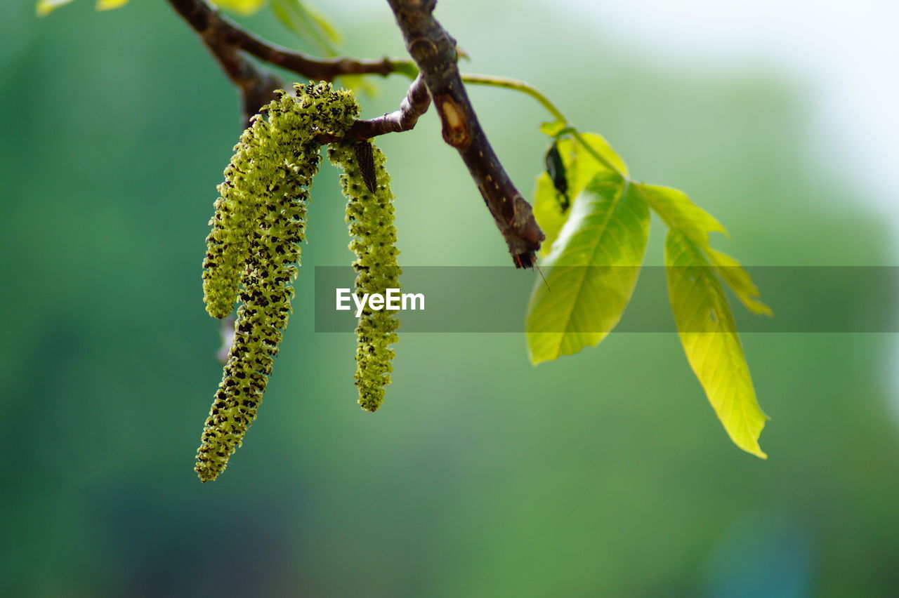 CLOSE-UP OF FLOWERING PLANT DURING TWIG