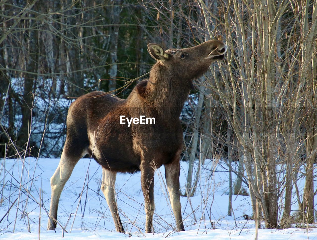 Moose standing on snow covered land