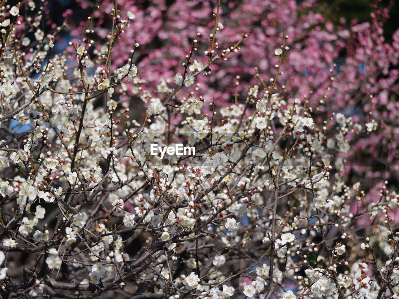 plant, flower, flowering plant, blossom, growth, freshness, fragility, beauty in nature, tree, spring, springtime, nature, branch, no people, pink, cherry blossom, day, close-up, outdoors, botany, cherry tree, lilac, leaf, sunlight, focus on foreground, fruit tree, backgrounds, shrub, produce, petal, low angle view, full frame, selective focus, flower head, tranquility
