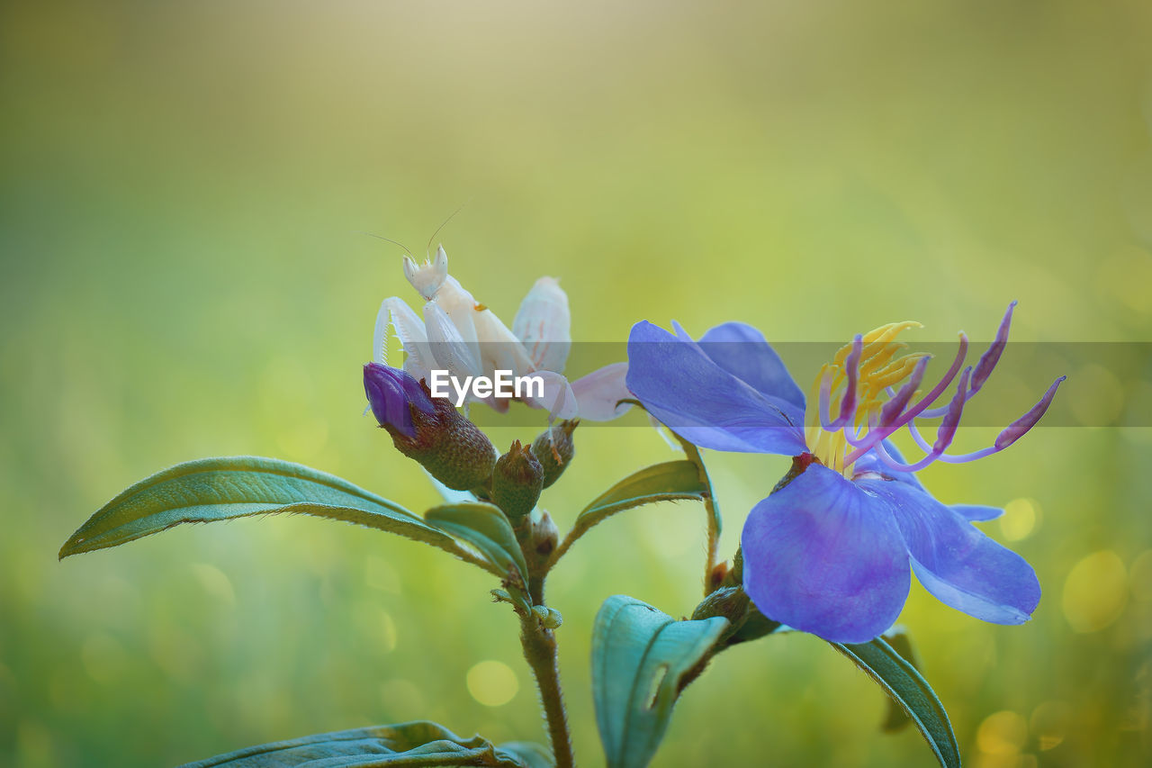 CLOSE-UP OF BLUE FLOWERING PLANT