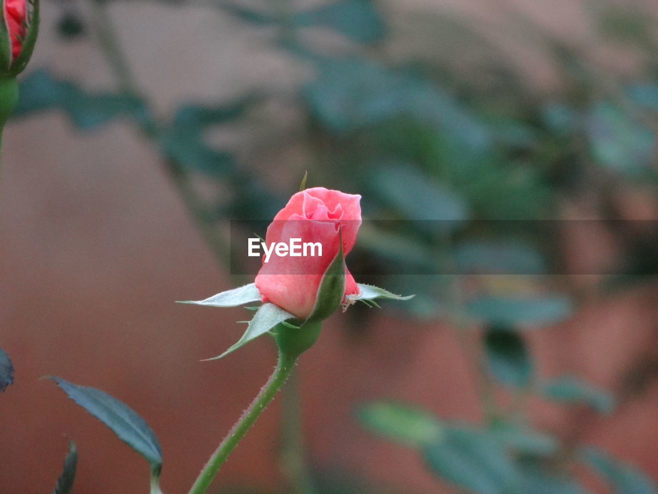 CLOSE-UP OF PINK ROSE ON PLANT