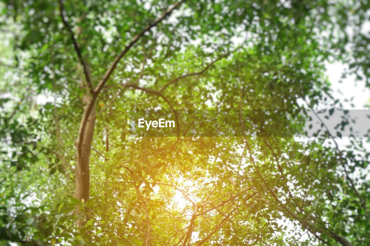 Low angle view of trees in forest