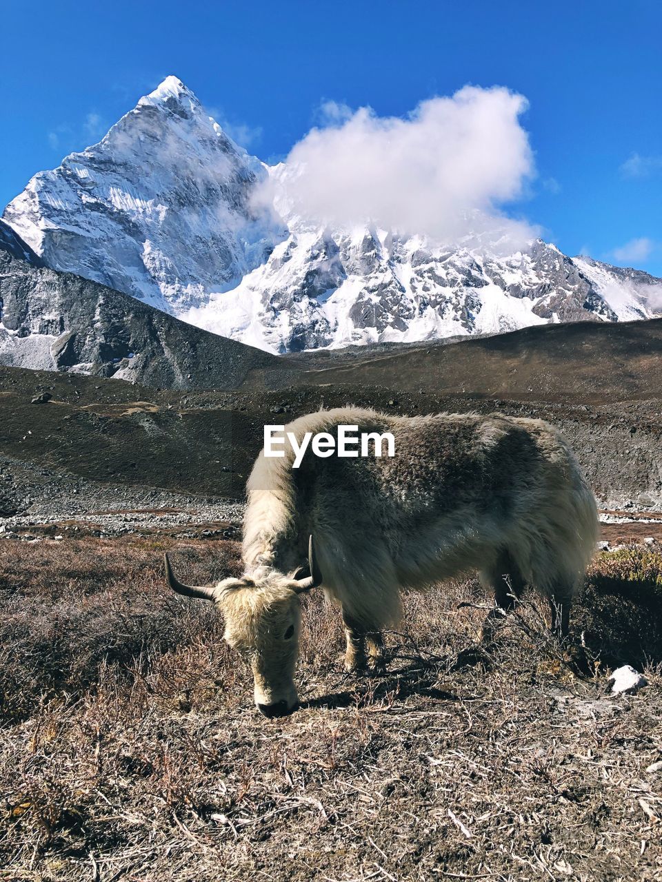 VIEW OF SHEEP ON MOUNTAIN