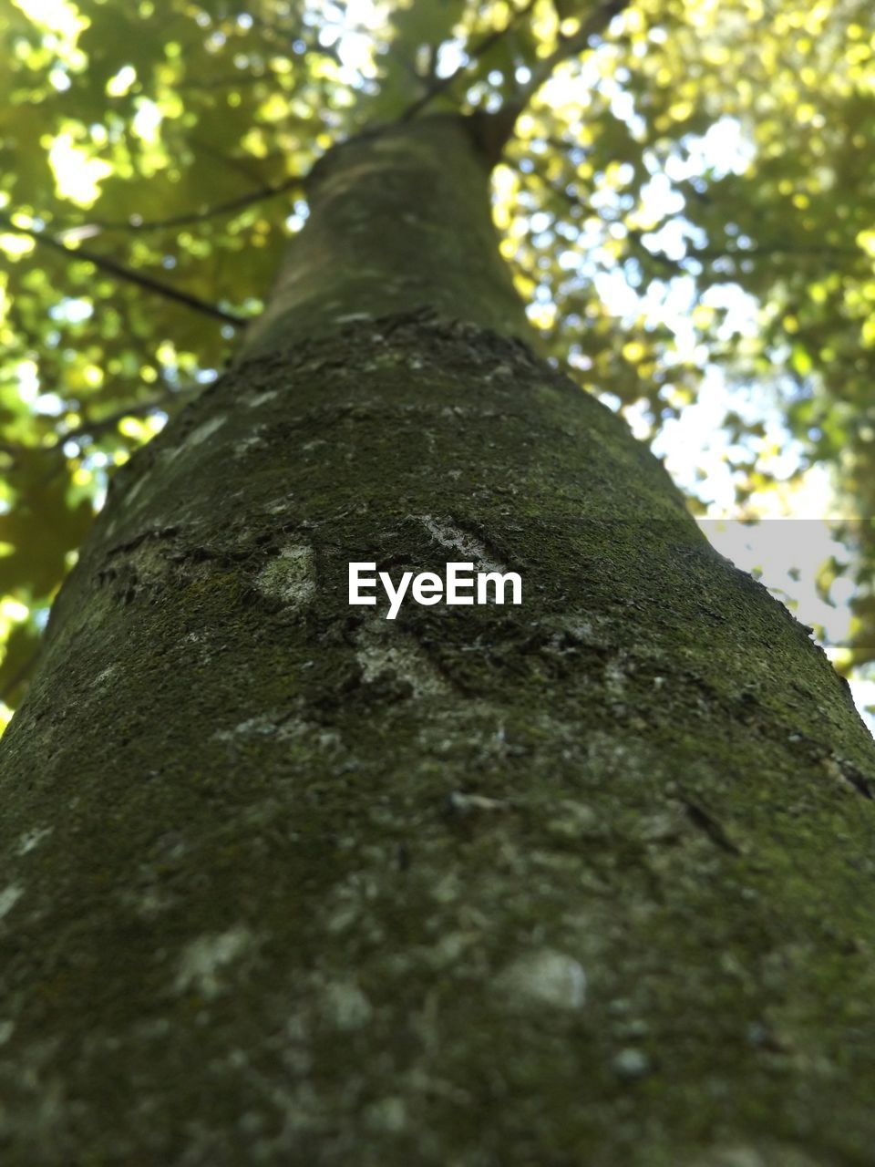 LOW ANGLE VIEW OF TREE TRUNK IN FOREST