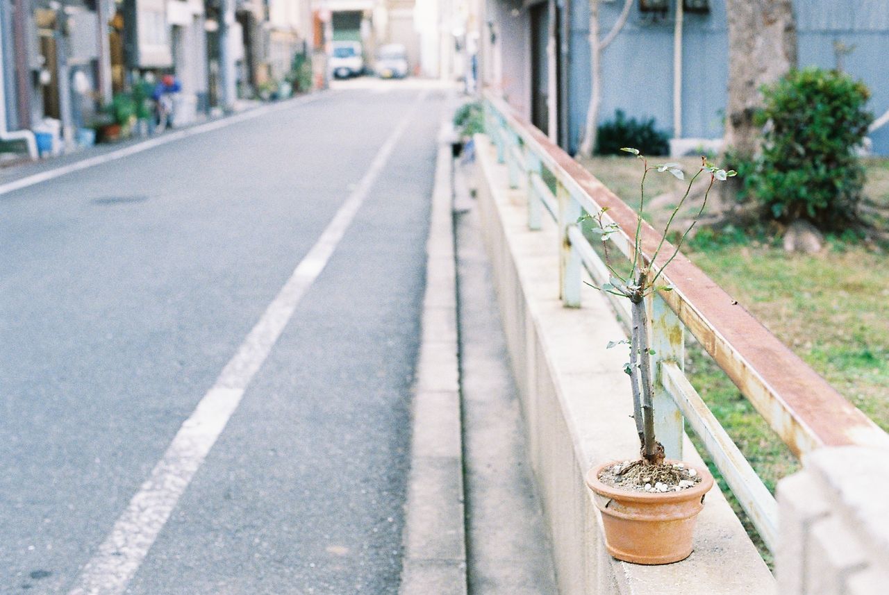 Potted plant by empty road
