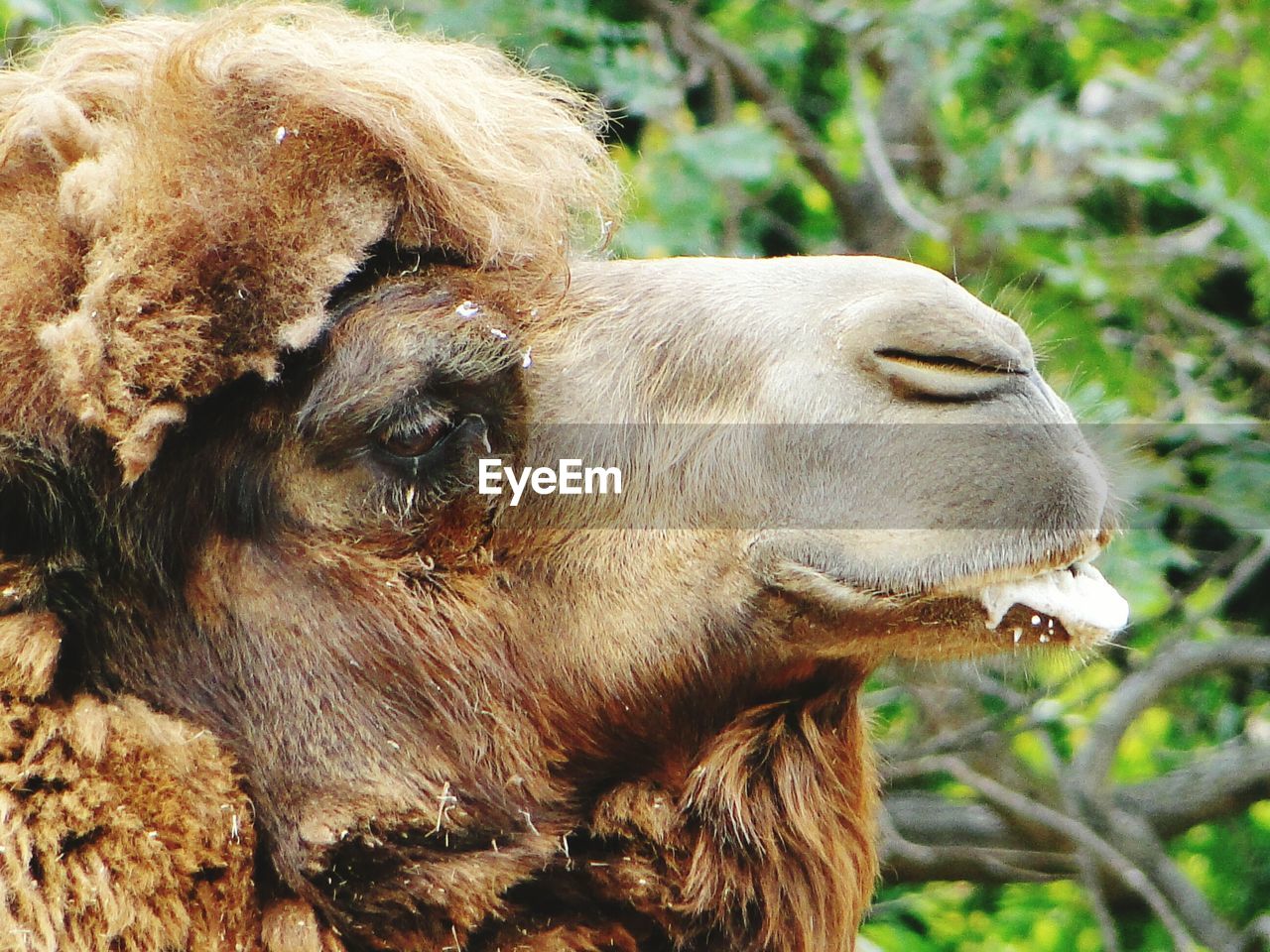 Close-up of bactrian camel