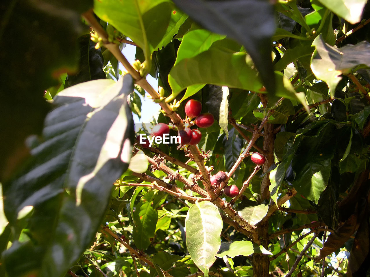 CLOSE-UP OF FRUIT TREE