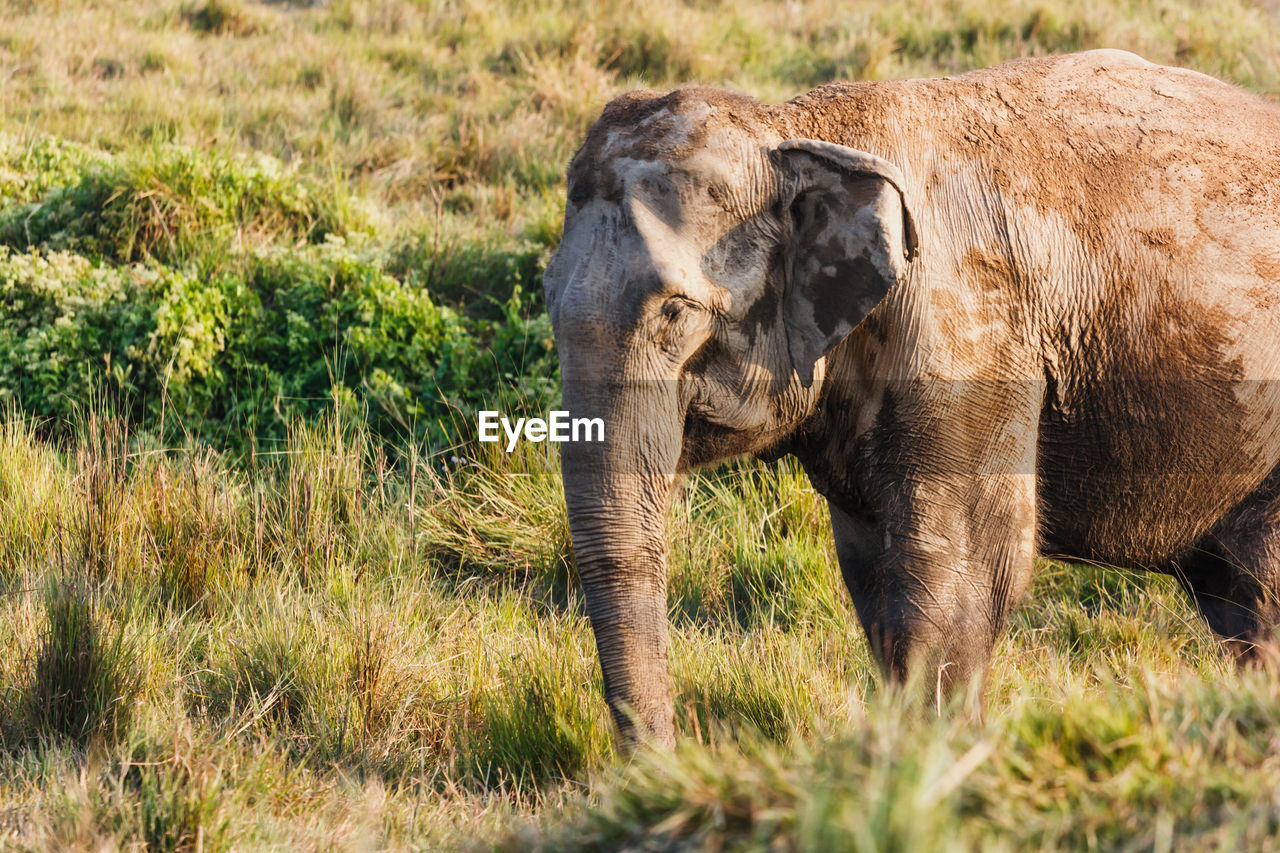 Elephant calf standing on field