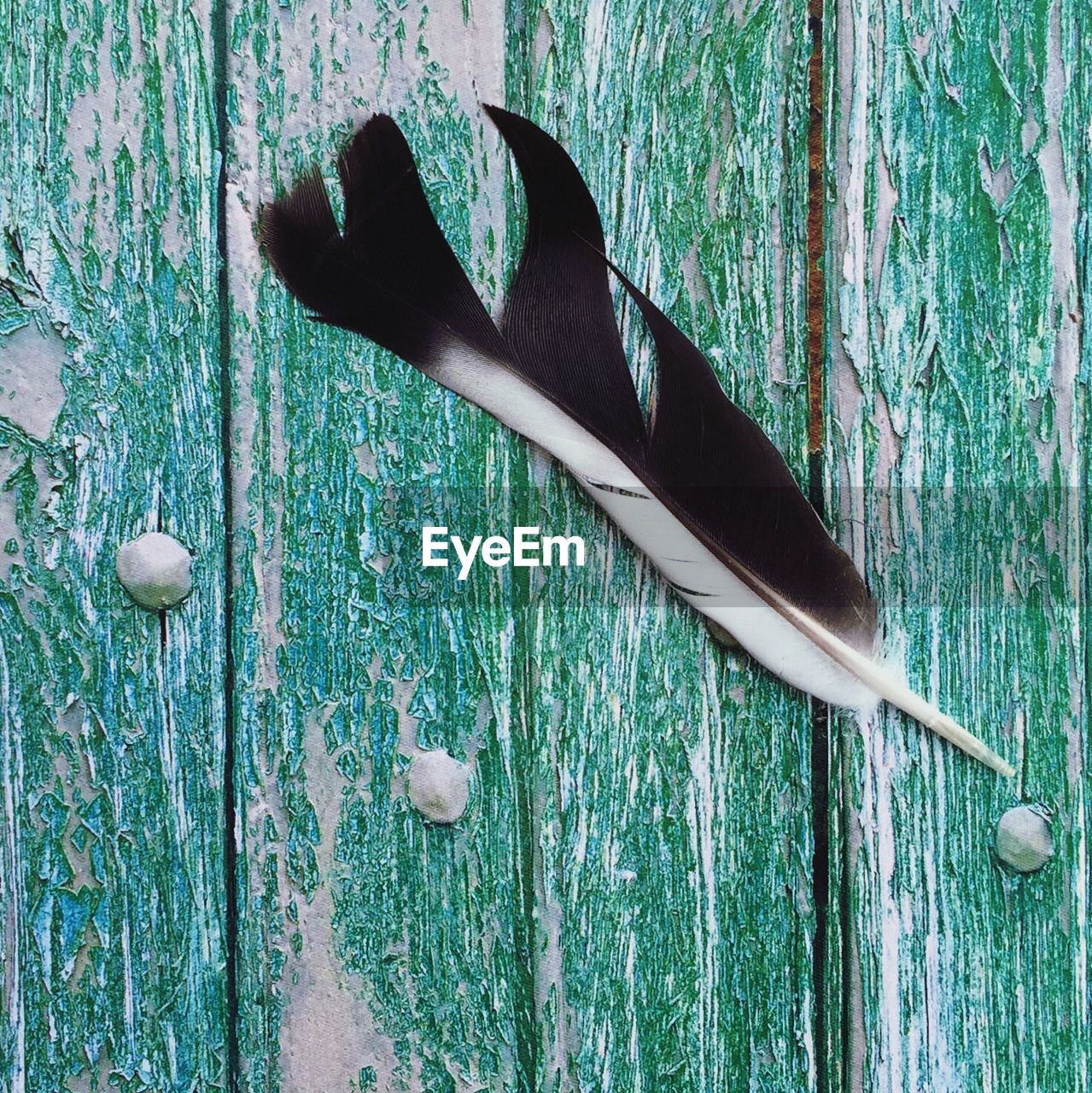 Close-up of feather on green weathered wood