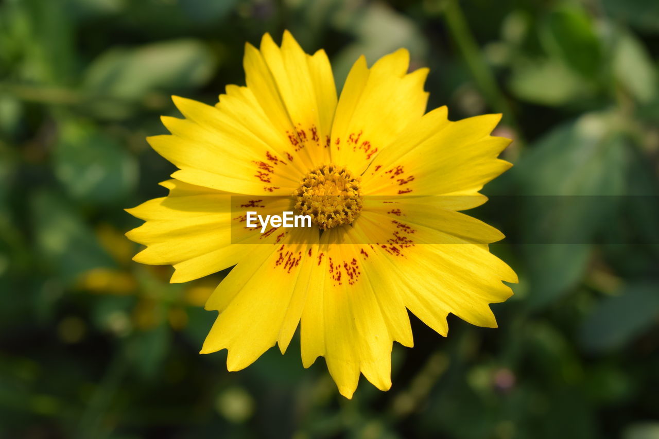 Close-up of yellow flower