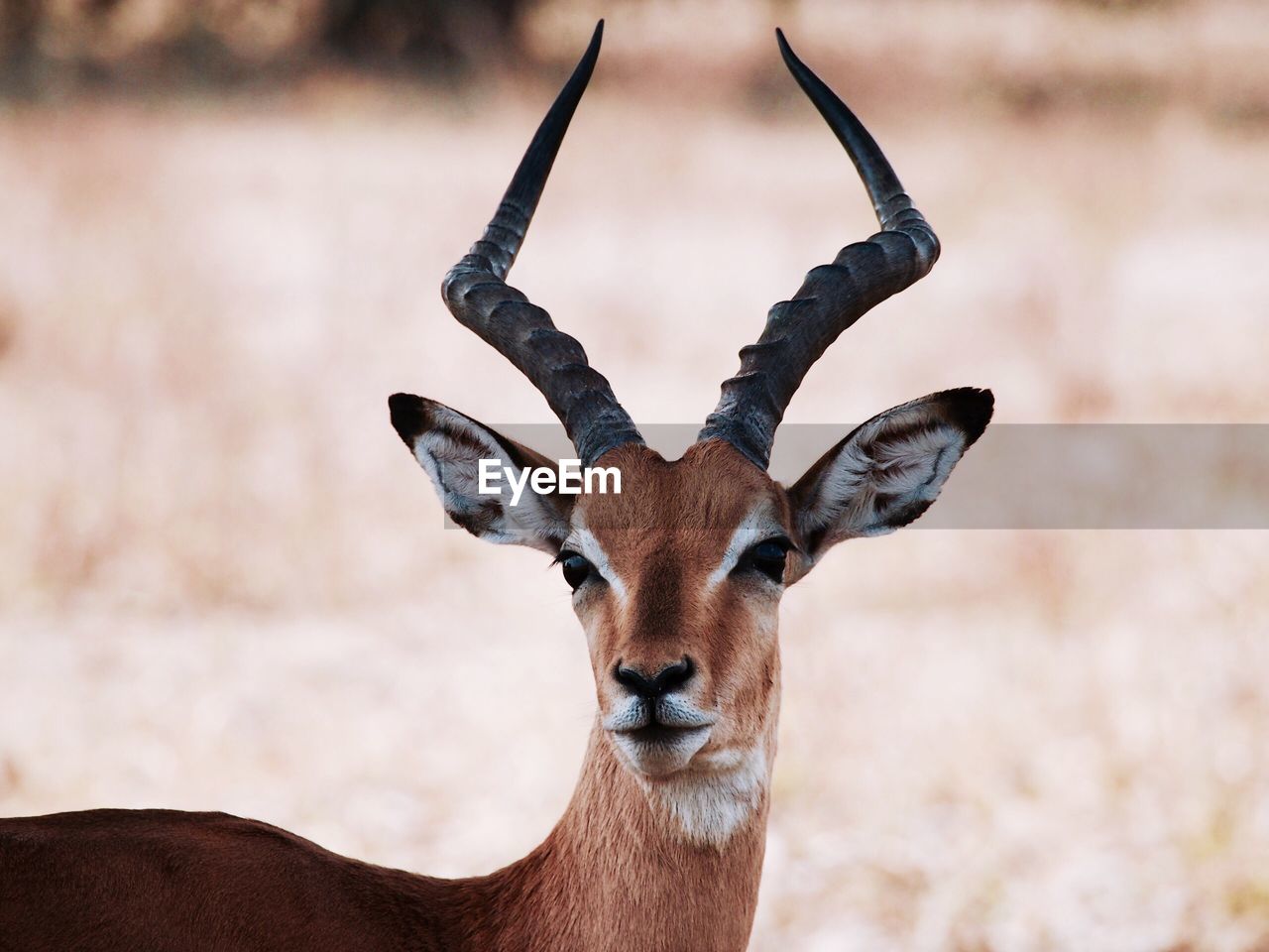 Close-up portrait of impala
