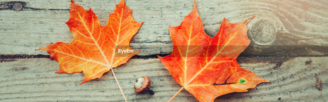 Close-up of autumn leaf on wood