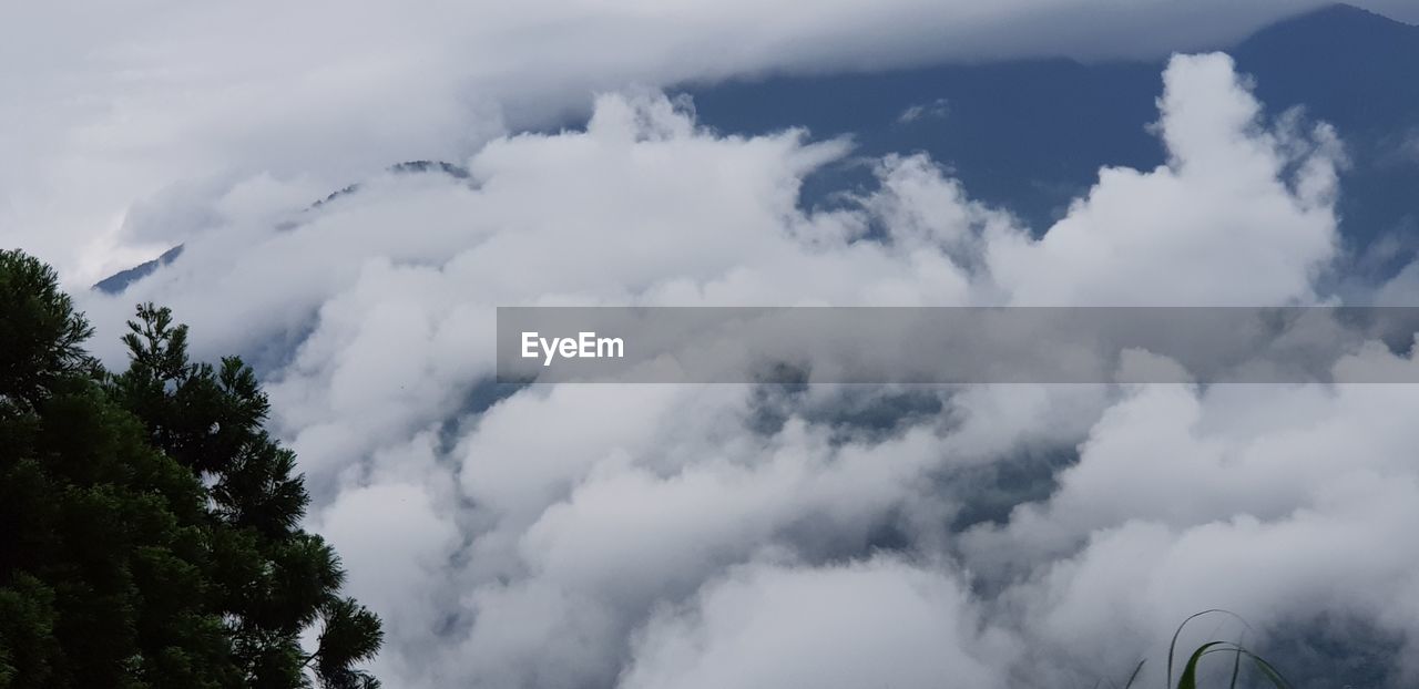 LOW ANGLE VIEW OF TREES AGAINST SKY