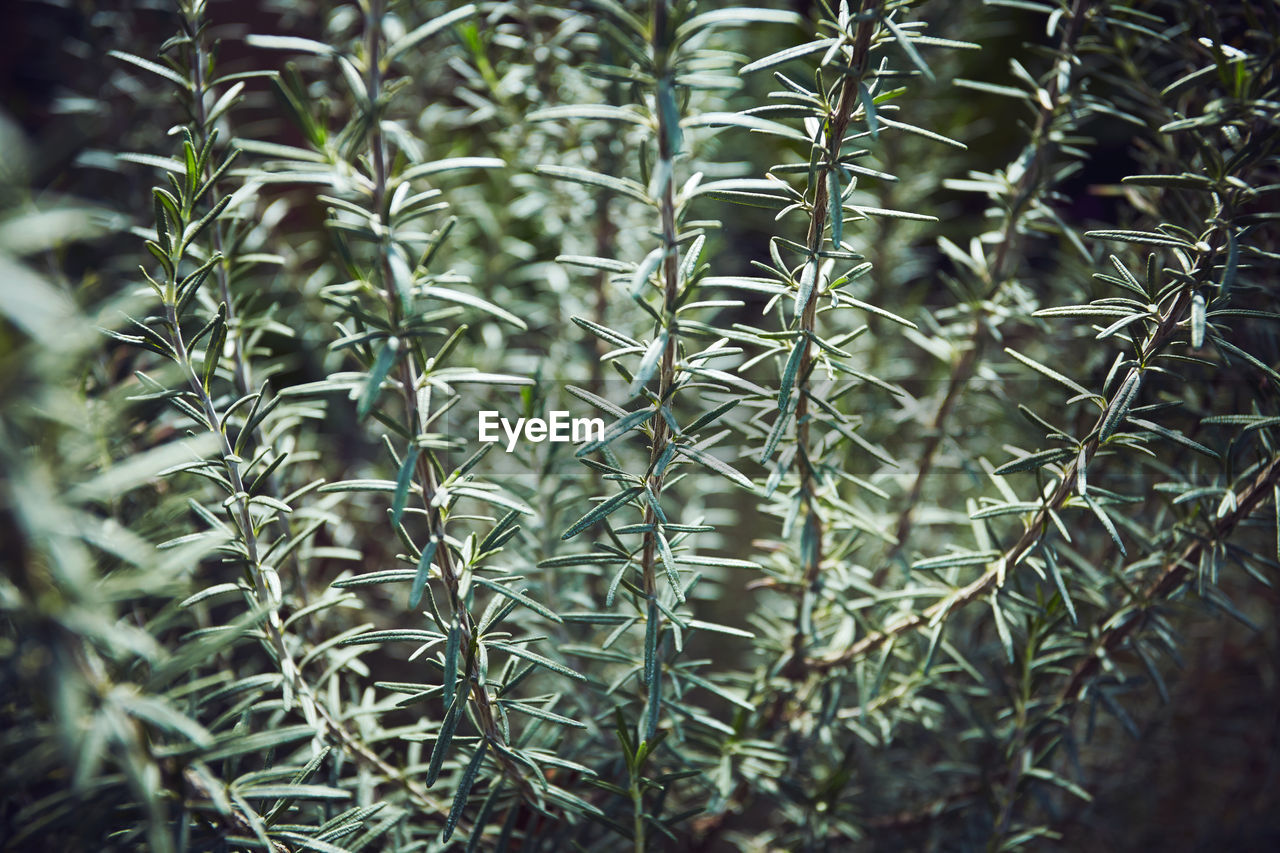 Close-up of plants