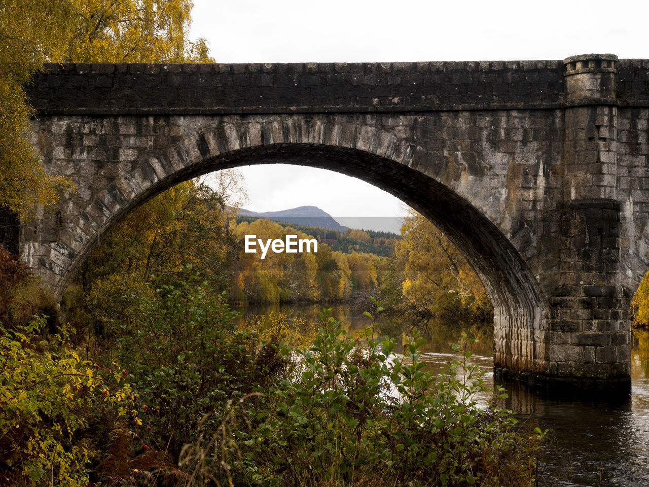 Arch bridge in forest