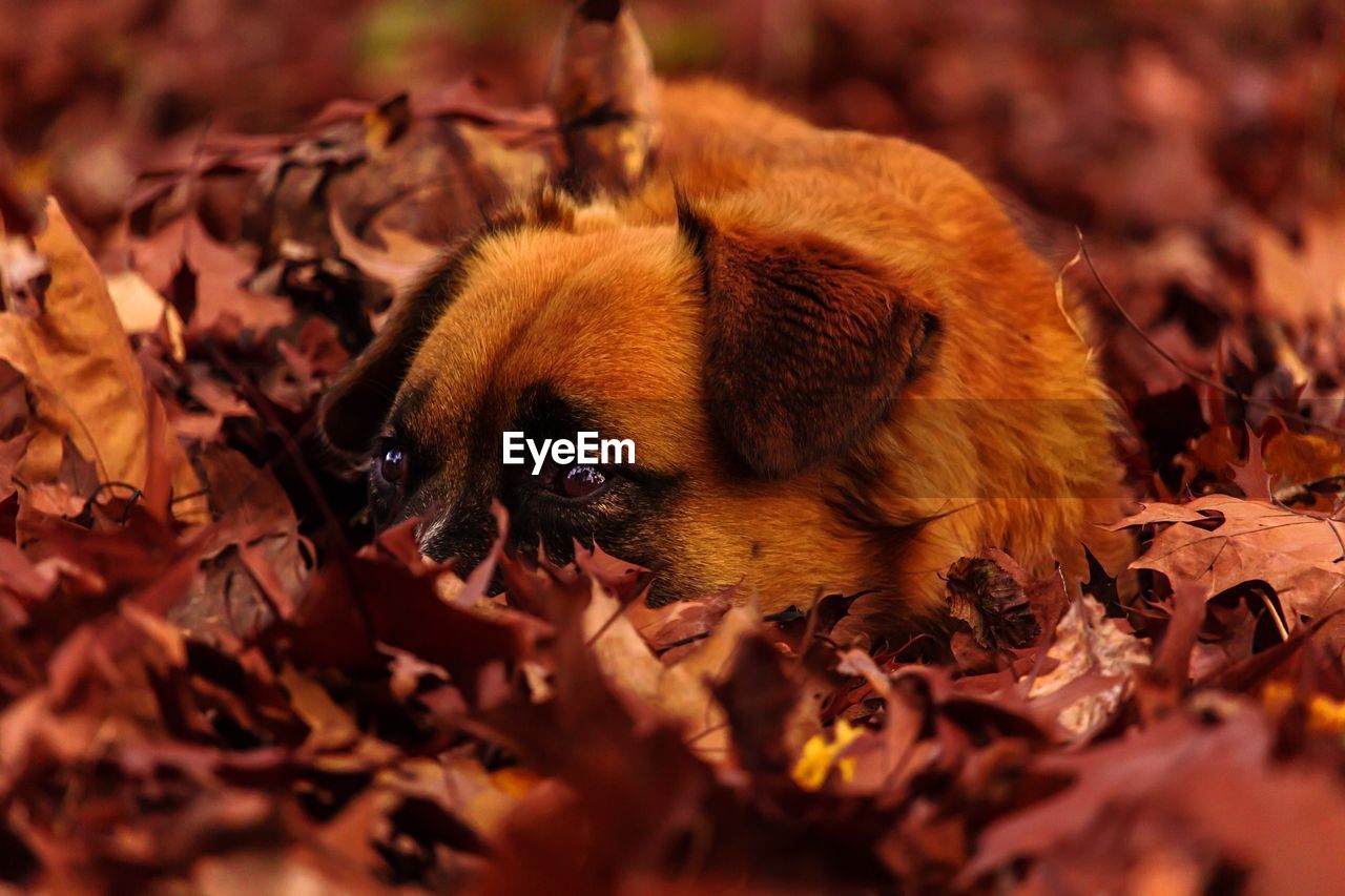 Close-up of dog resting on autumn leaves