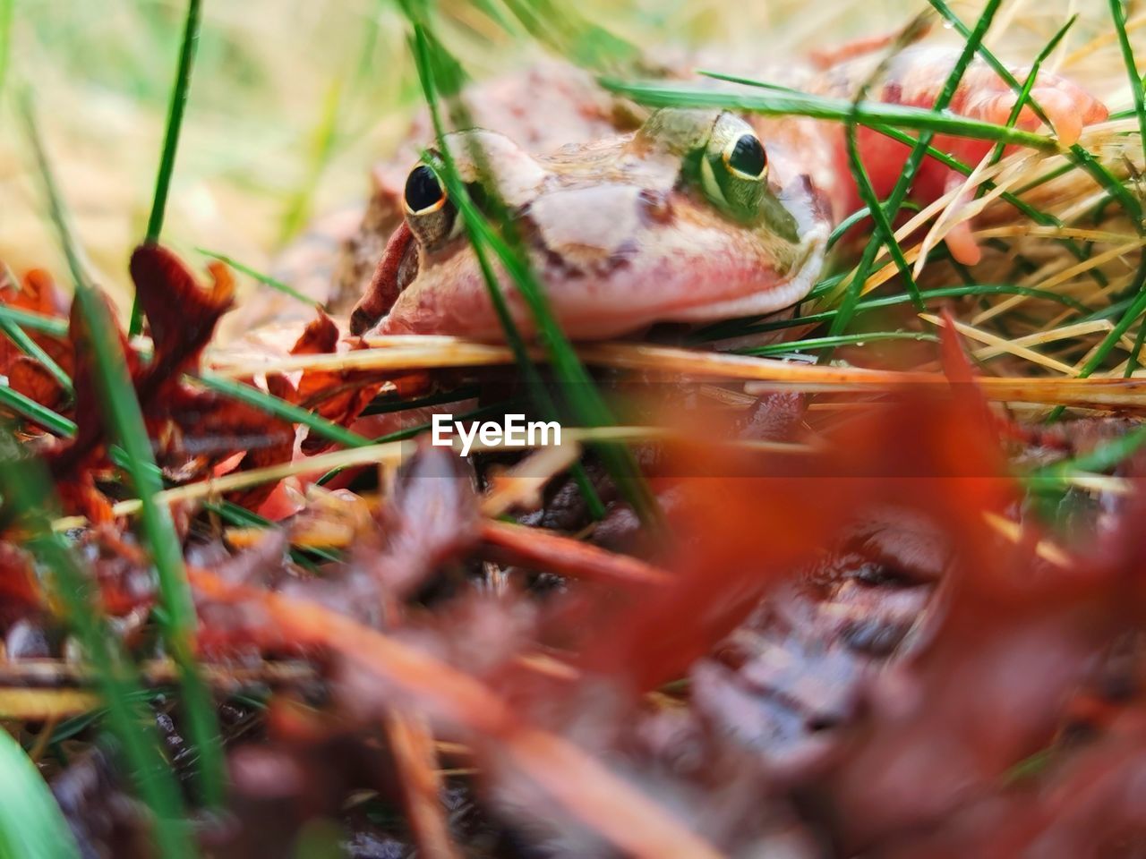 close-up of frog on grass