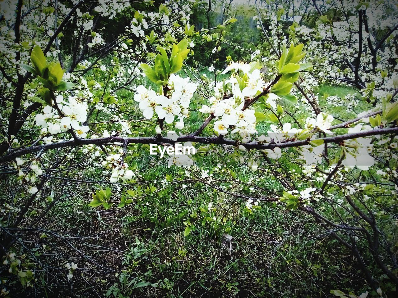 PLANTS GROWING ON TREE