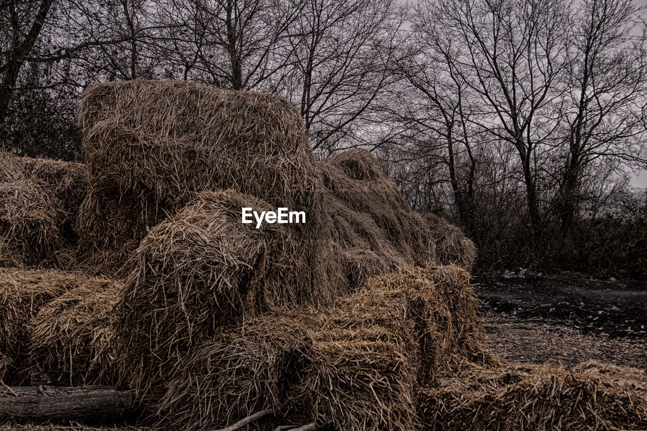 BARE TREES ON LANDSCAPE