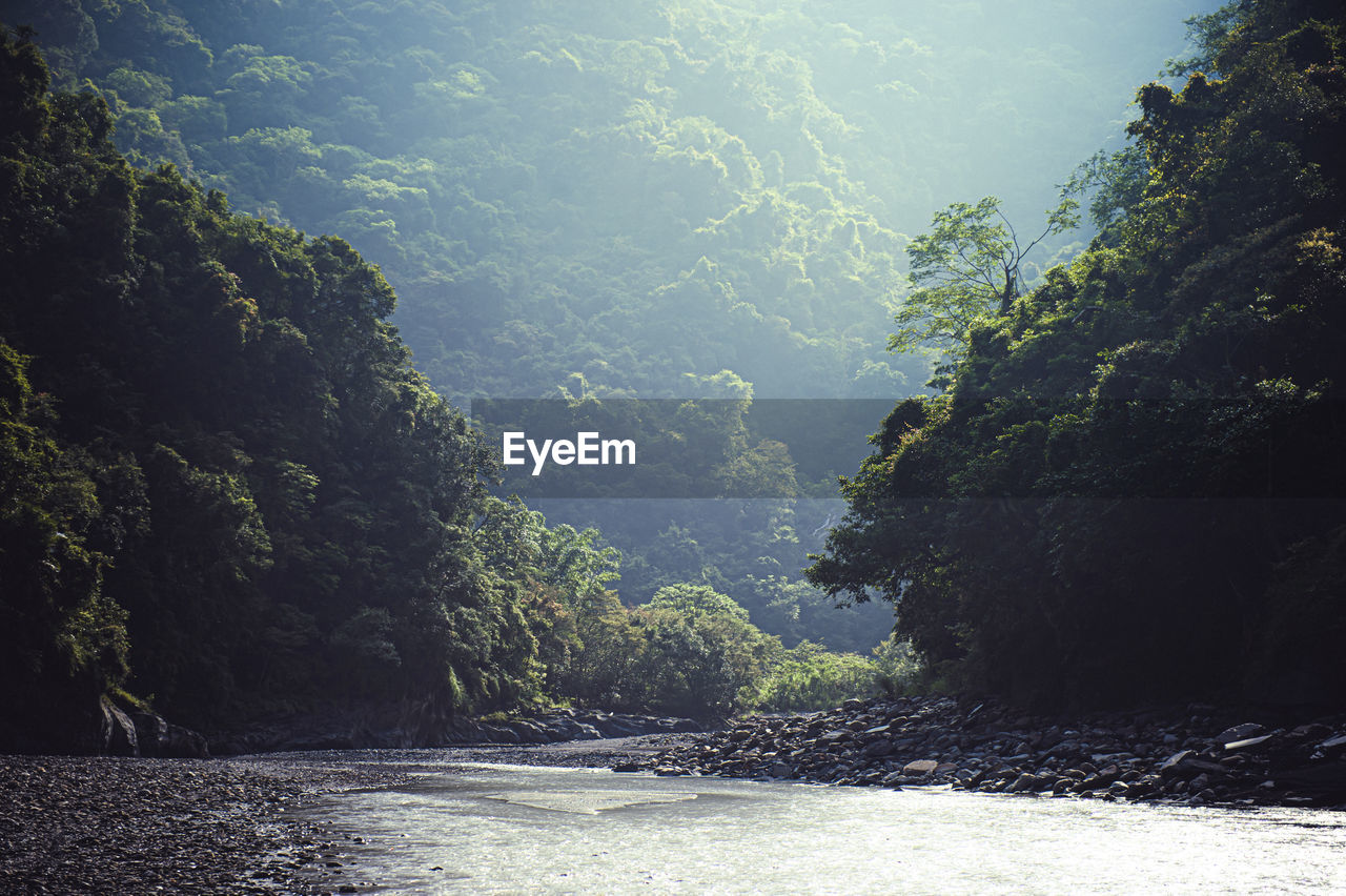 River amidst trees in forest