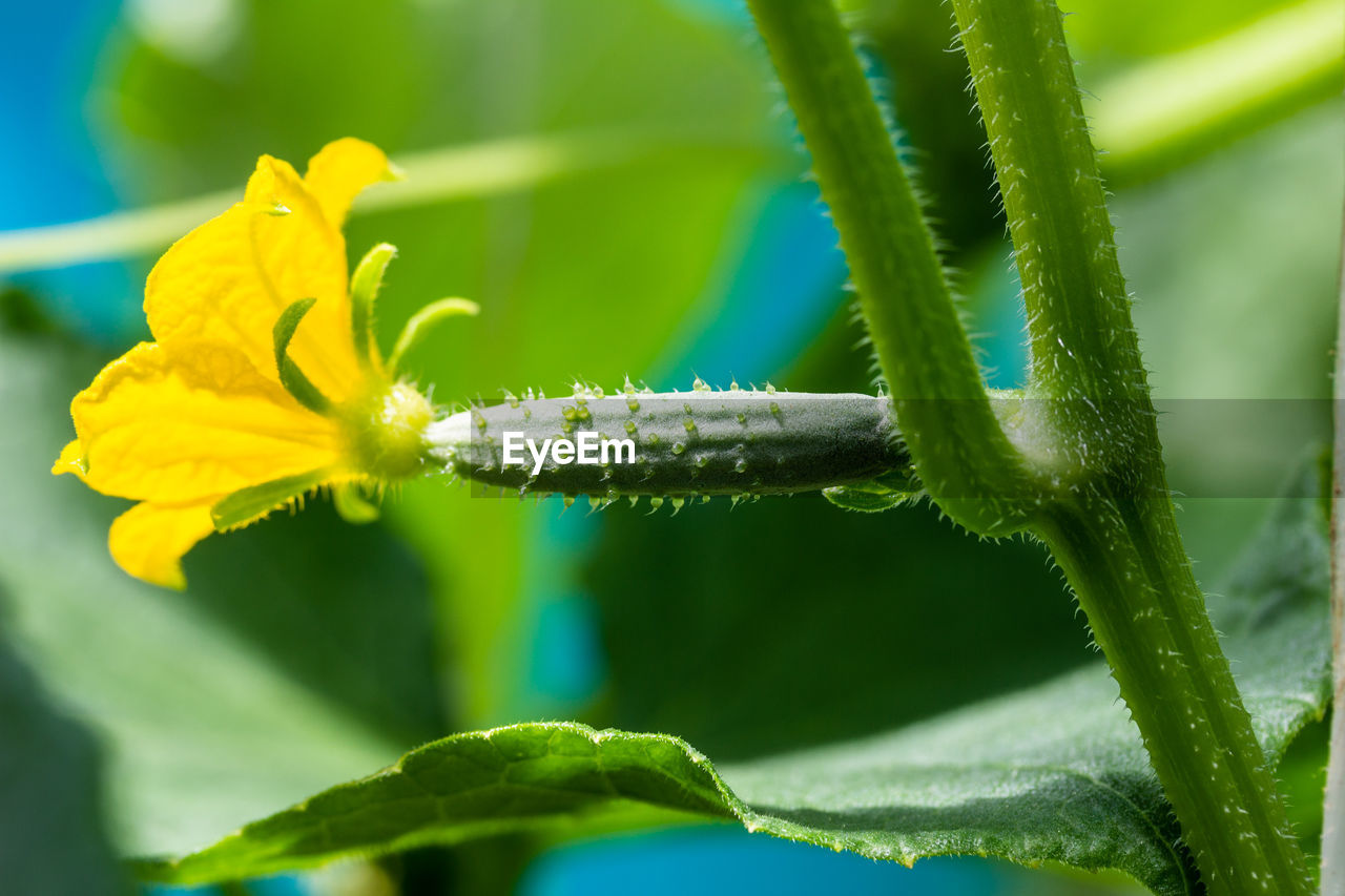 CLOSE-UP OF FLOWERING PLANT AGAINST BLUE SKY