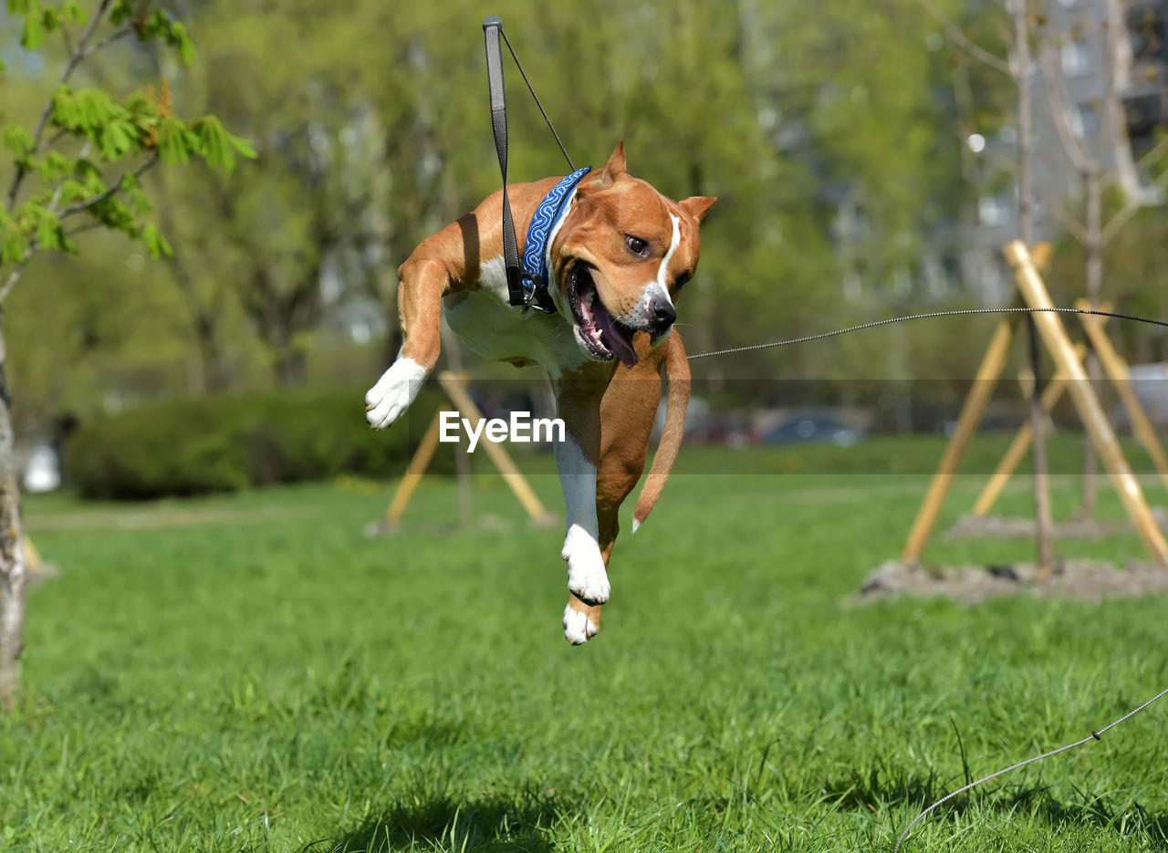 DOG RUNNING ON GRASSLAND