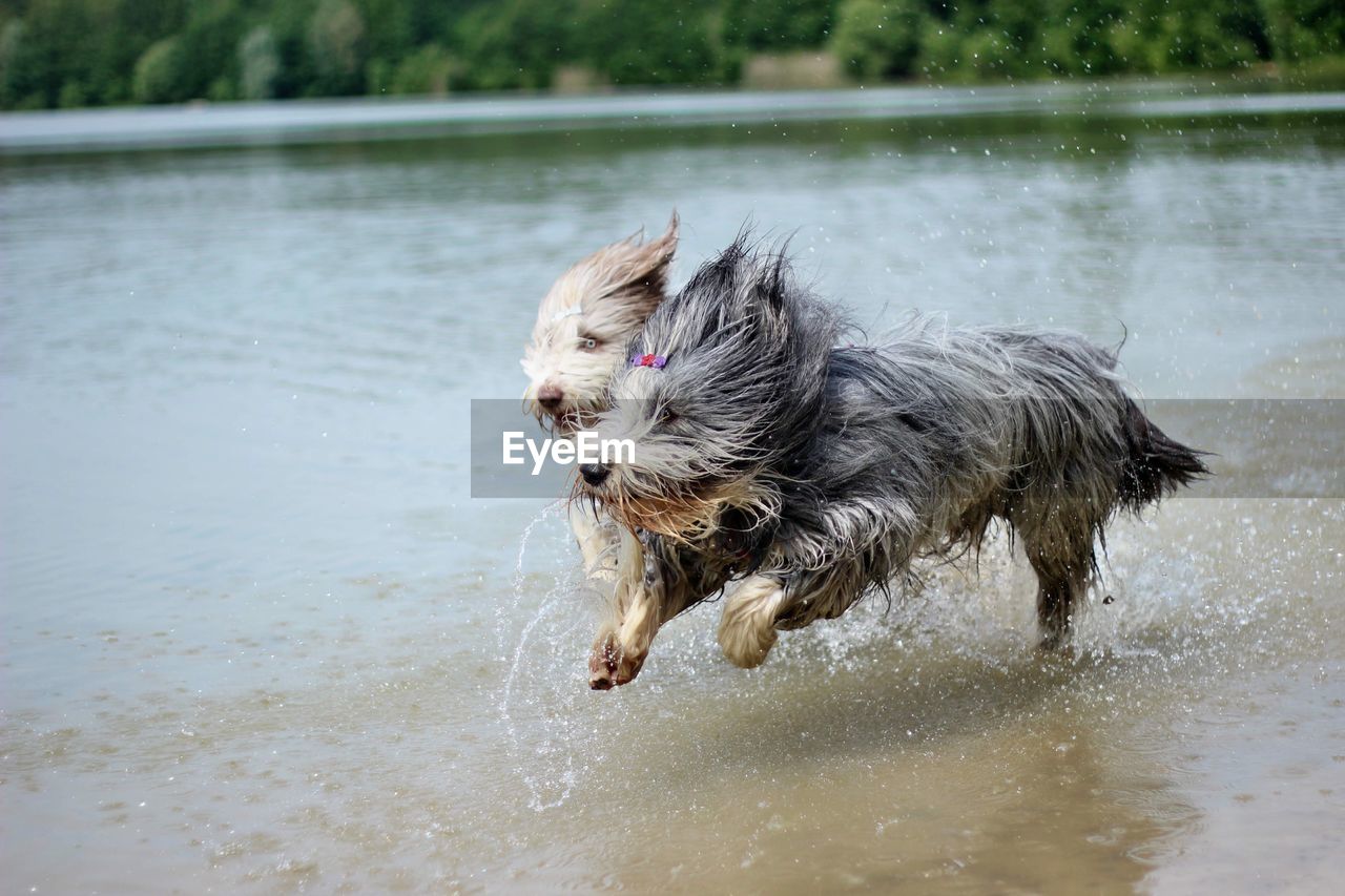 DOG IN A LAKE