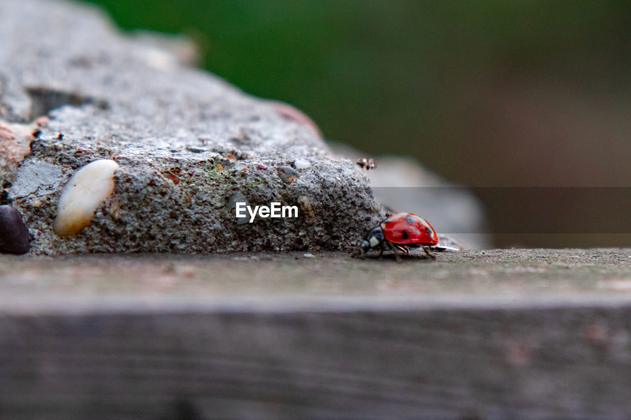 LADYBUG ON A WOOD