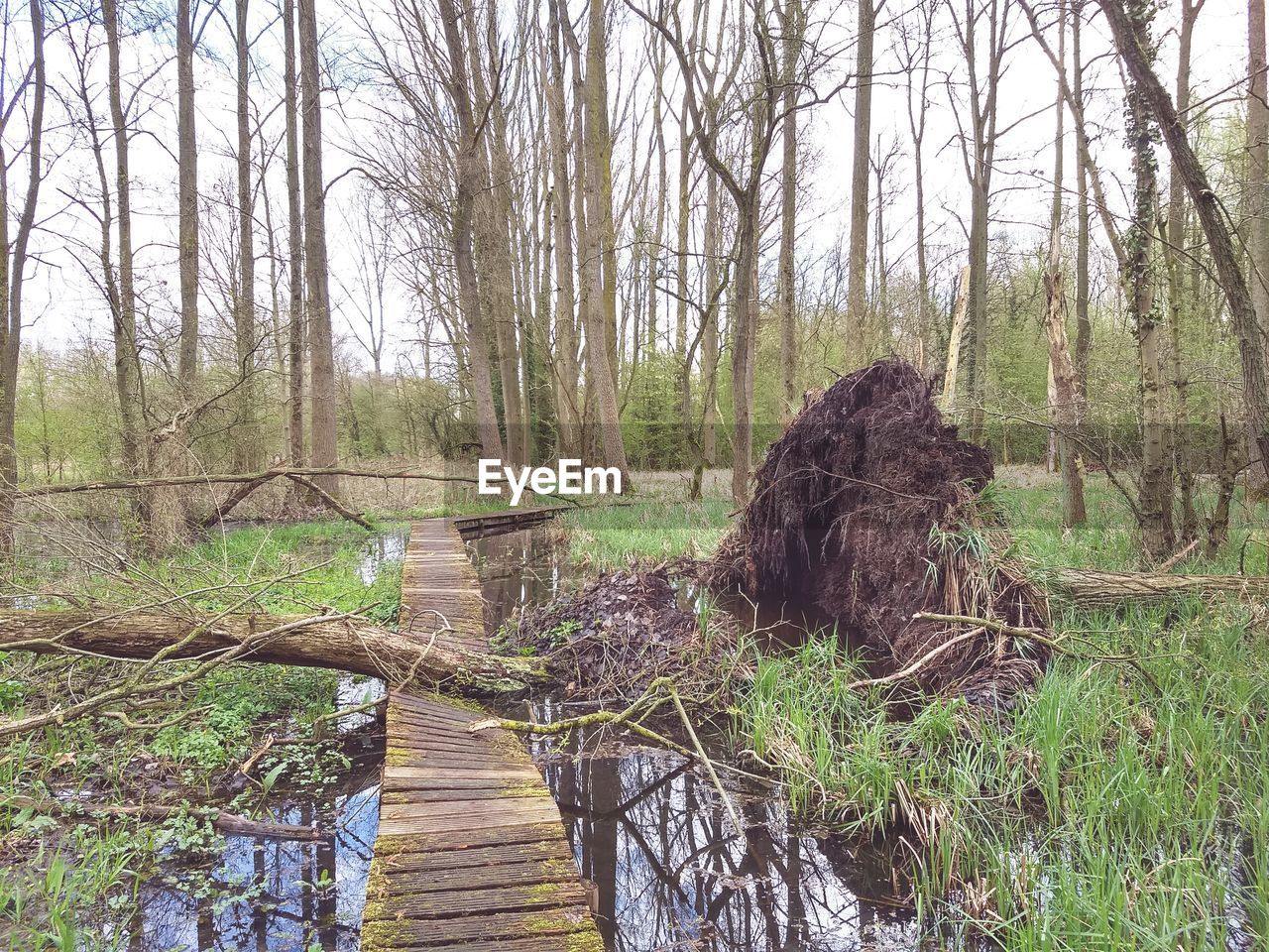 PLANTS AND TREES IN FOREST