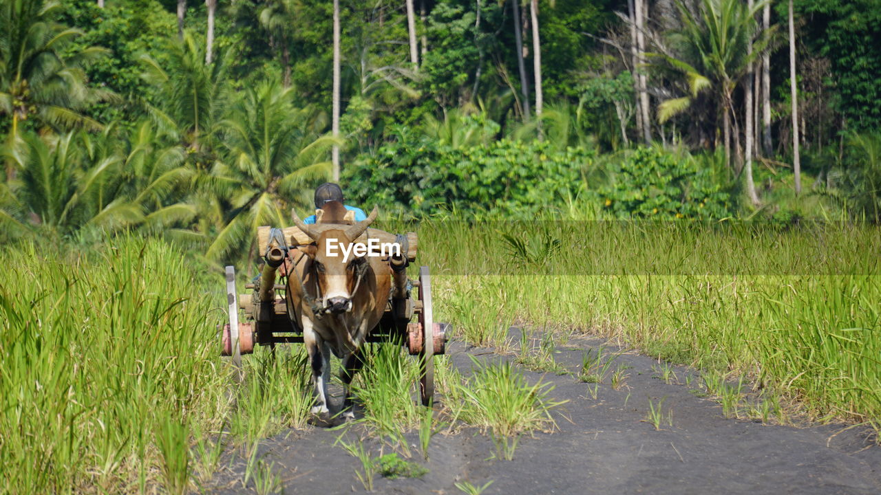 Riding a cow is a very common things in indonesia