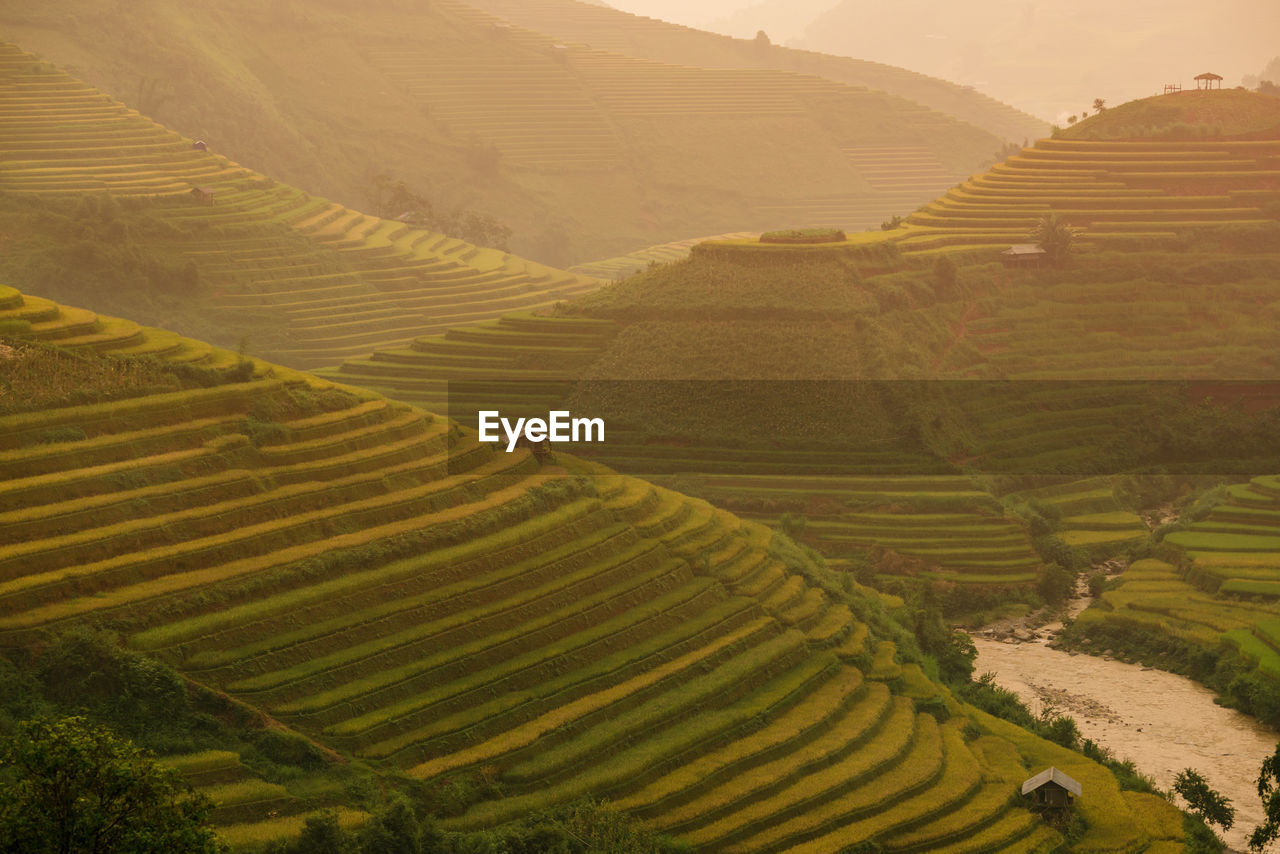 Scenic view of agricultural field