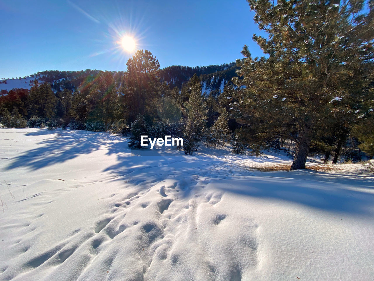 Trees on snow covered land against bright sun