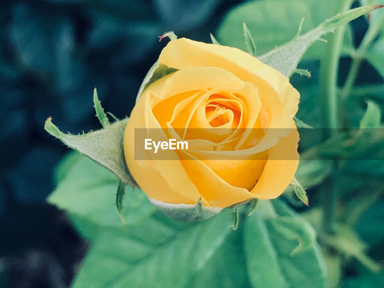 Close-up of yellow rose