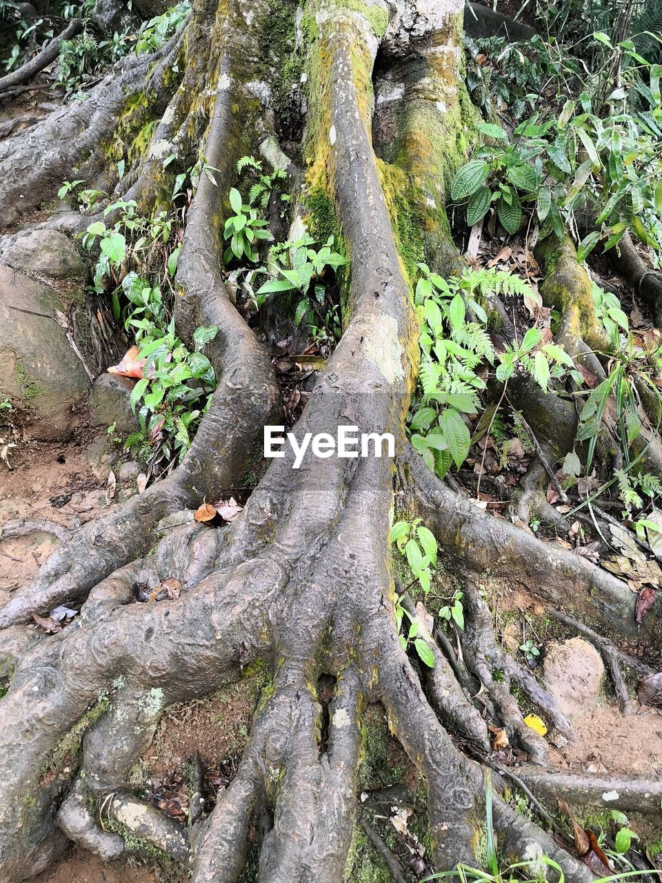 CLOSE-UP OF TREE ROOTS