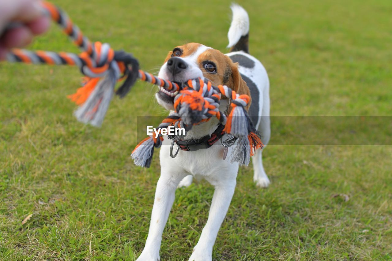 The dog is playing tug-of-war with the rope. playful dog with toy. tug of war between master and