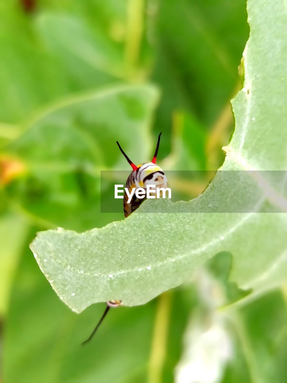 CLOSE-UP OF BUG ON FLOWER