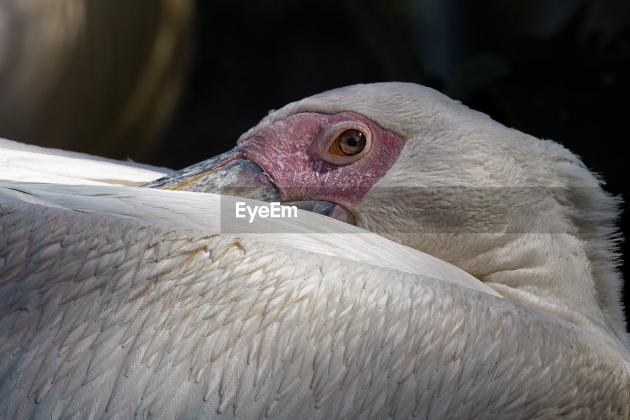 Close-up of a bird