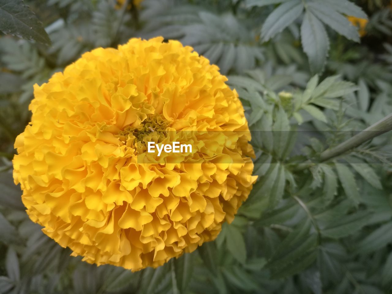 CLOSE-UP OF YELLOW MARIGOLD