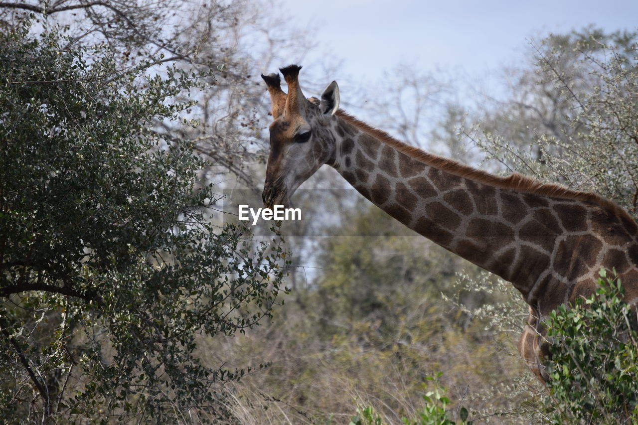 GIRAFFE STANDING ON GRASS